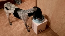 Bowl Slow-Feeder Dishes Puppy Anti-Choke Eating Pet-Dog-Cat Bloat Anti-Gulping