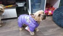 Ropa de invierno para perros pequeños, abrigo cálido para cachorros, chaqueta impermeable con capucha, monos para Chihuahua y Yorkie