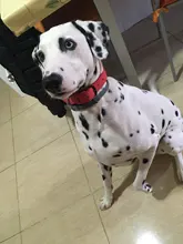 Collar Pet-Products Puppy Engraved French Bulldog Small Dogs Custom Personalized Pug