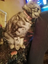 Collar reflectivo para perro, personalizado, de cuero, acolchado, para perros pequeños, medianos, Chihuahua, Yorkie