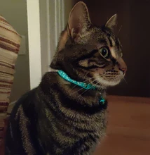 Collier-Collar para gatos con estampado de pata, correa de nailon ajustable para el cuello, para gatos