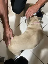 Collar ostentoso de perro de cristales para cachorro, Collar brillante con diamantes de imitación para mascotas, suministros de Perros pequeños S/M/L