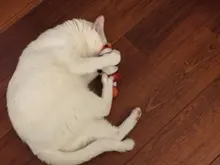 Doll-Pillow Cat-Toy Cat Mint Simulation-Fish Grass-Carp Funny New Pet-Molar