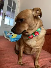 Bow-Tie Necklace Dog-Grooming-Accessories Puppy Dog-Collar Cat Christmas Adjustable Holiday