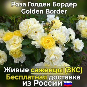 

Cordial seedlings roses golden border (Golden border)-free shipping from Russia, not seeds, live flowers in a pot