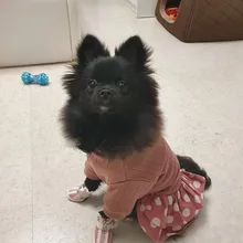 Dog-Dress Dogs-Skirt Yorkshire Summer Chihuahau Dot 