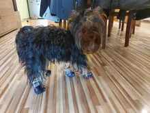 Puppy-Boots Pet-Shoes Lovely Dogs Snow Anti-Slip Zipper Winter Warm Denim Lets Casual