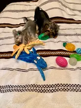 Squeaky Toy Cleaning-Toys Puppy-Rubber Dog-Play-Balls Molar Pet-Chew Tooth Bite-Resistant