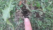 ZK30-removedor de malas hierbas de mango largo, herramientas duraderas para césped y jardín, para patio exterior, extractor de raíces, elementos de plantación de jardín