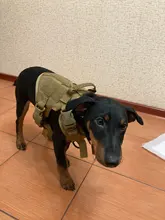 Dog-Harness Loop Dog-Molle-Vest Working Tactical with 2-Metal Buckle Hook Clip Handle