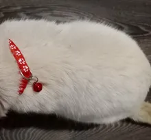 Pet-Supplies Collar Bell Cat-Accessories Small Dog Adjustable Chihuahua Buckle Colorul