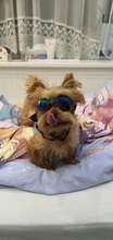 Gafas plegables de 6 colores para perros y mascotas, gafas para perros pequeños y medianos, gafas de protección UV impermeables para perros
