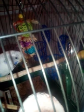 Basket Vegetable-Feeder Bird Pet-Feeding-Supplies Cage Hanging-Toys Fruit 2PCS Multi-Purpose