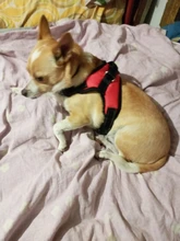 Perro suministros nailon mascota perros arnés Collar de Pet de alta calidad productos harnais pour chie para grandes Grande Mediano pequeño arnés de perro