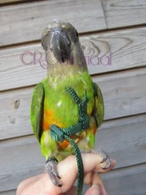 Arnés ajustable para pájaros y loros, correa de tracción, entrenamiento de mordida