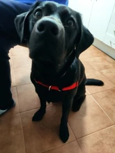 Arnés de nailon sin tirones para perro, arneses de perro mascota ajustables, chaleco para perros medianos y grandes, Pitbull Bulldog, Pastor Alemán, S-XL, negro