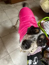 Ropa de invierno cálida para perros, chaleco reflectante para cachorros, chaqueta polar cómoda para mascotas, abrigo para perros pequeños, medianos y grandes, 2020