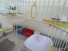 Fuente de Gato de 2L con luz azul, dispensador de agua automático alimentado por USB, alimentador de gatos, filtro de bebida para gatos y perros, proveedor de mascotas