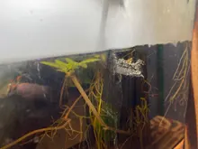 Ultrasonic-Humidifier Atomizer Fogger Mist-Maker Water-Fountain Mini 36mm 24V with Eu-Plug