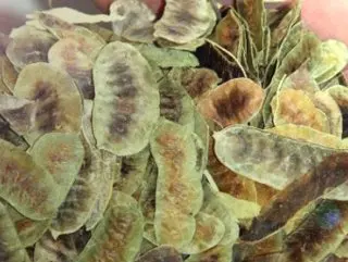 Высококачественный чистый чай Senna Pods 100 gr-400gr