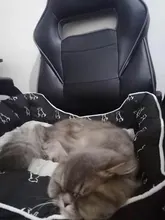 Cama para perros grandes y gatos, productos para mascotas, esterilla, banco, sofá, suministros, accesorios, para casa, cachorros, py0103