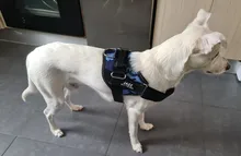 Arnés de perro sin tirar reflectante transpirable arnés de mascota ajustable para chaleco de perro ID parche personalizado para caminar al aire libre perro suministros