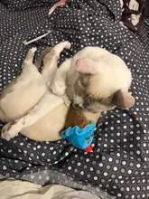 Funny Pet Toys Cartoon Cute Bite Resistant Plush Squeaky Toy Pet Chew Toy For Cats Dogs