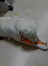 Interactive Rubber Chew Toys For Dogs Cats Pet Squeaky Tooth Cleaning Toys Dog Cat Colorful