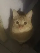 Collar de Gato con hebilla de seguridad para mascotas, Collar de gato a cuadros con campana ajustable, accesorios para cachorros y gatos