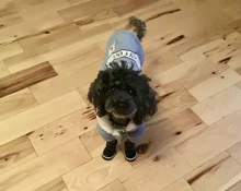 Zapatos para perros pequeños de invierno, botas de nieve impermeables con forro polar cálido para cachorros y mascotas, zapatos para Chihuahua Yorkie, productos para mascotas