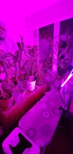 Grow-Light Lamps Timer Flowers Desktop-Clip LED Phyto Full-Spectrum For Plants DC5V USB