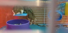 Rack Plate-Toys Hamster Squirrel-Cage Wooden Rectangle Colorful