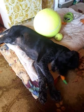 Pet-Toy Tennis-Ball Puppies Ttoys Giant Signature Jumbo 24cm Mega for Kids