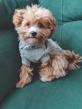 UFBemo Knitted Cable Dog Sweater Dachshund Cat Pull Chien Teckel Clothes Christmas Winter