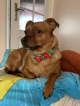 Bow-Tie Necklace Dog-Grooming-Accessories Puppy Dog-Collar Cat Christmas Adjustable Holiday