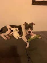 Plush Dog Toys Squeak Chew Animal All-Pets Funny Fleece Durability Popular 17-Different