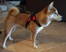 Adjustable Harness Pets-Accessories Dog-Vest Reflective-Dog Walk-Out Soft 