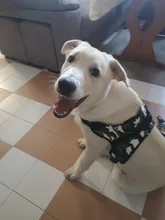 [TAILUP] Envío gratis  productos para mascotas, arnés de perro grande k9, Collar brillante Led para cachorros, chaleco para mascotas, accesorios para mascotas, Chihuahua, Dropship