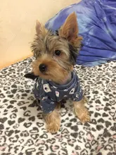 Ropa para mascotas, abrigo estampado bonito para perros pequeños, gatos, Chihuahua, Shih, Tzu, Primavera