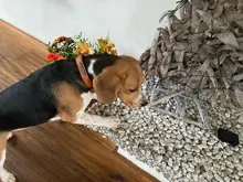 Dog-Collar Leash Engrave-Name Designer Personalized Luxury for Big Large And