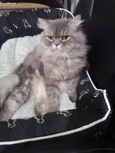 Cama para perros grandes y gatos, productos para mascotas, esterilla, banco, sofá, suministros, accesorios, para casa, cachorros, py0103