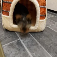 CAWAYI KENNEL Dog Pet House Products Dog Bed For Dogs Cats Small Animals cama perro hondenmand