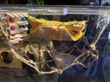 Hammock Toy Cage Hamster Sugar Glider Tunnel Hanging Climbing Playing-Supply Parrot Small