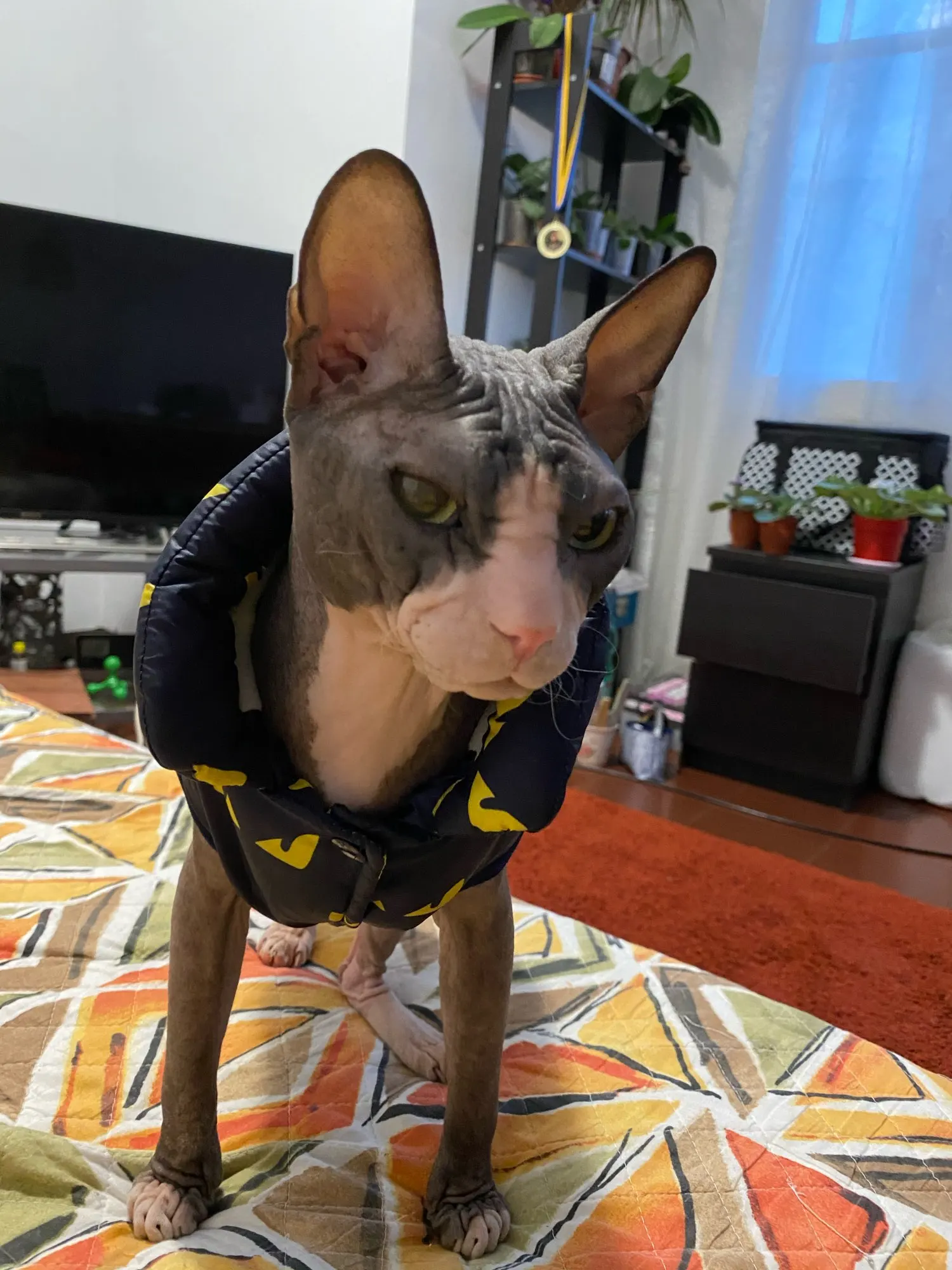 Super warm winter sphynx cat jacket / vest