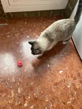 5pcs/Set Funny Cat Ball Toy Hollow Training Cat Interactive Toy Cat Bell Toy For Kitten