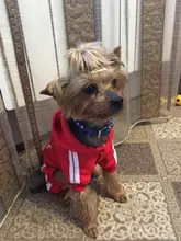 Pet Dog Clothes Fashion Hoodie Spring and Summer For Dogs Coat Jacket Cotton Ropa Perro