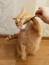 Hierba gatera Natural palo gato de limpieza de dientes Molar dientes con Silvervine Actinidia de palillos de gato para aperitivo Gato de limpieza