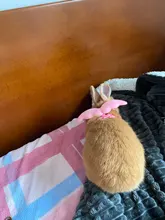 Ala del ángel arnés del animal doméstico pequeño perro mascota conejo gato pecho conjunto adorable Collar cinturón de seguridad ajustable caminar al aire libre Correa cuerda 6 Color