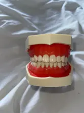 Modelo de enseñanza Dental de Modelo Dental, modelo estándar con mordedores de 32 tornillos, goma dura suave, 28 y 24 dientes