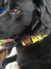 Pet-Dog-Tag Dog-Collar Pitbull Custom Adjustable Personalized Name-Phone Nylon Cool Print